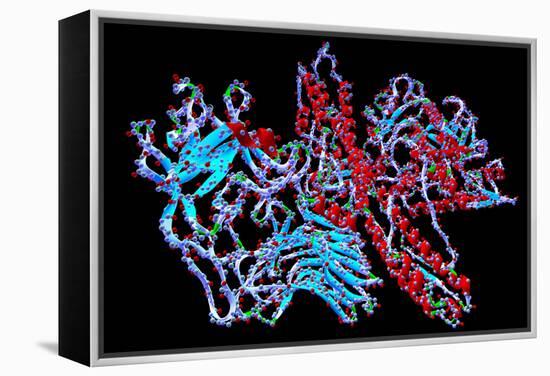 Botulinum Toxin-PASIEKA-Framed Premier Image Canvas