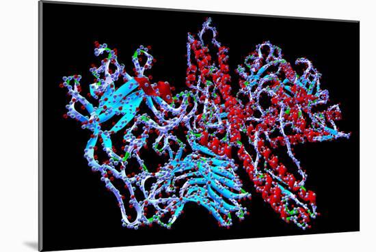 Botulinum Toxin-PASIEKA-Mounted Photographic Print