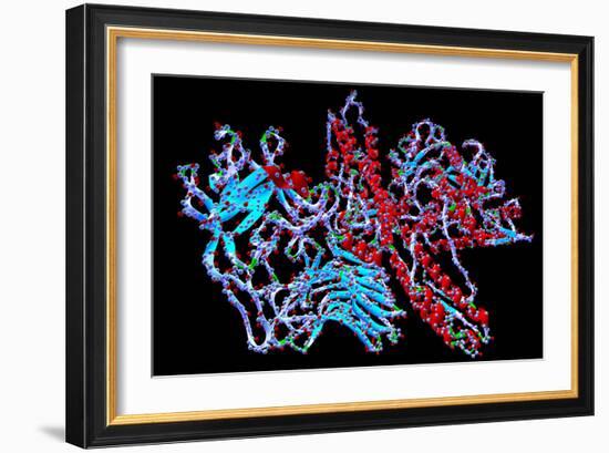 Botulinum Toxin-PASIEKA-Framed Photographic Print