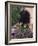 Bougainvillea and Geranium Pots on Wall in Courtyard, San Miguel De Allende, Mexico-Nancy Rotenberg-Framed Photographic Print