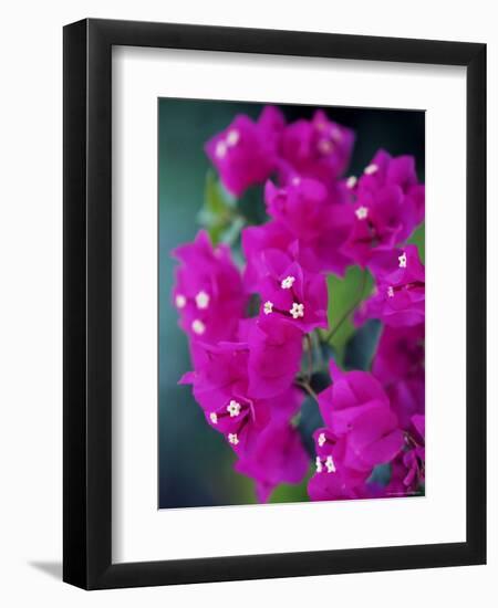 Bougainvillea Blooming, Island of Martinique, Lesser Antilles, French West Indies, Caribbean-Yadid Levy-Framed Photographic Print