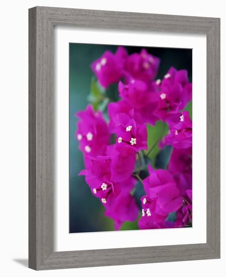 Bougainvillea Blooming, Island of Martinique, Lesser Antilles, French West Indies, Caribbean-Yadid Levy-Framed Photographic Print