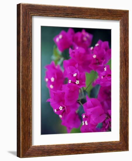 Bougainvillea Blooming, Island of Martinique, Lesser Antilles, French West Indies, Caribbean-Yadid Levy-Framed Photographic Print