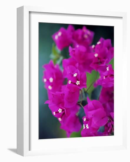 Bougainvillea Blooming, Island of Martinique, Lesser Antilles, French West Indies, Caribbean-Yadid Levy-Framed Photographic Print