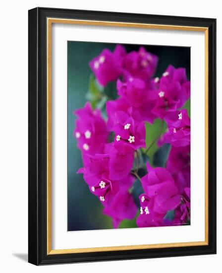 Bougainvillea Blooming, Island of Martinique, Lesser Antilles, French West Indies, Caribbean-Yadid Levy-Framed Photographic Print