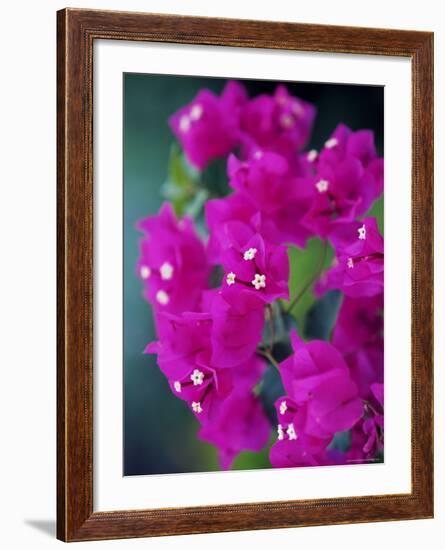 Bougainvillea Blooming, Island of Martinique, Lesser Antilles, French West Indies, Caribbean-Yadid Levy-Framed Photographic Print