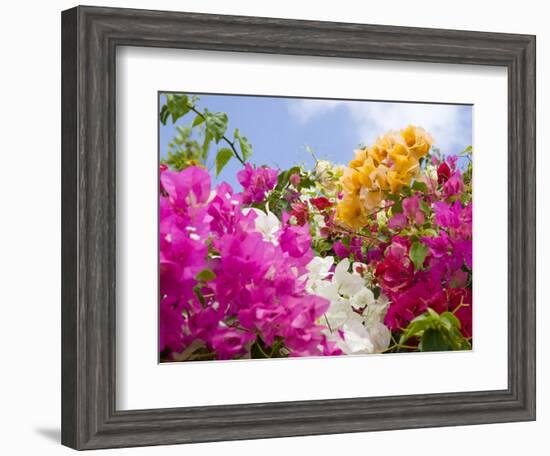 Bougainvillea, Cayman Brac, Cayman Islands, Caribbean-Greg Johnston-Framed Photographic Print