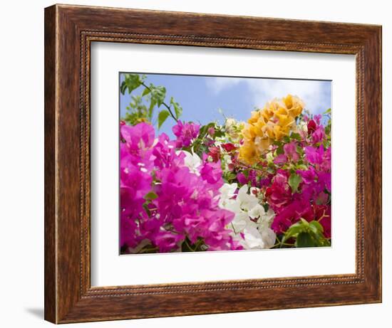 Bougainvillea, Cayman Brac, Cayman Islands, Caribbean-Greg Johnston-Framed Photographic Print