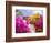 Bougainvillea, Cayman Brac, Cayman Islands, Caribbean-Greg Johnston-Framed Photographic Print