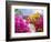 Bougainvillea, Cayman Brac, Cayman Islands, Caribbean-Greg Johnston-Framed Photographic Print