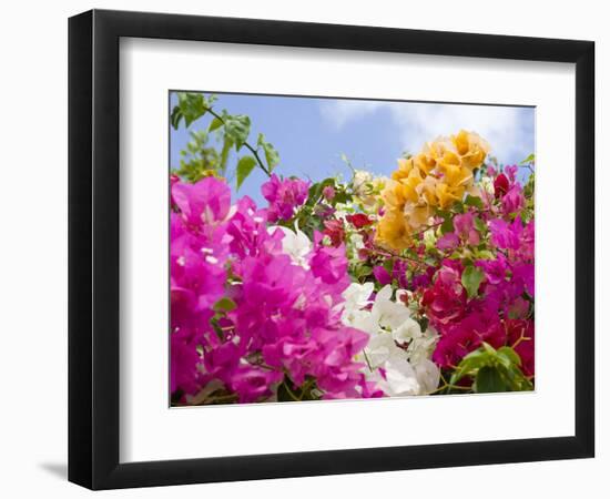 Bougainvillea, Cayman Brac, Cayman Islands, Caribbean-Greg Johnston-Framed Photographic Print