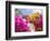 Bougainvillea, Cayman Brac, Cayman Islands, Caribbean-Greg Johnston-Framed Photographic Print