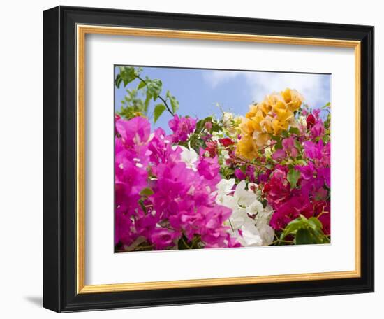 Bougainvillea, Cayman Brac, Cayman Islands, Caribbean-Greg Johnston-Framed Photographic Print