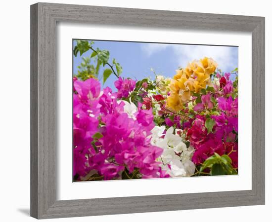 Bougainvillea, Cayman Brac, Cayman Islands, Caribbean-Greg Johnston-Framed Photographic Print