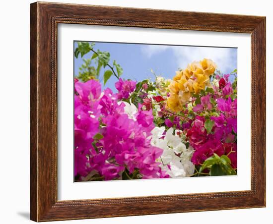 Bougainvillea, Cayman Brac, Cayman Islands, Caribbean-Greg Johnston-Framed Photographic Print