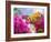 Bougainvillea, Cayman Brac, Cayman Islands, Caribbean-Greg Johnston-Framed Photographic Print