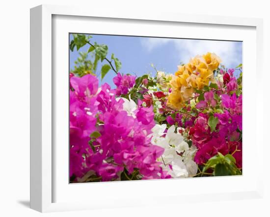 Bougainvillea, Cayman Brac, Cayman Islands, Caribbean-Greg Johnston-Framed Photographic Print