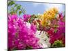 Bougainvillea, Cayman Brac, Cayman Islands, Caribbean-Greg Johnston-Mounted Photographic Print