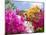 Bougainvillea, Cayman Brac, Cayman Islands, Caribbean-Greg Johnston-Mounted Photographic Print