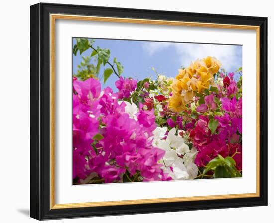 Bougainvillea, Cayman Brac, Cayman Islands, Caribbean-Greg Johnston-Framed Photographic Print