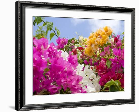 Bougainvillea, Cayman Brac, Cayman Islands, Caribbean-Greg Johnston-Framed Photographic Print