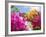 Bougainvillea, Cayman Brac, Cayman Islands, Caribbean-Greg Johnston-Framed Photographic Print