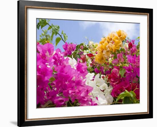 Bougainvillea, Cayman Brac, Cayman Islands, Caribbean-Greg Johnston-Framed Photographic Print