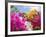 Bougainvillea, Cayman Brac, Cayman Islands, Caribbean-Greg Johnston-Framed Photographic Print