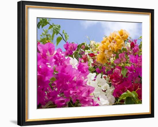 Bougainvillea, Cayman Brac, Cayman Islands, Caribbean-Greg Johnston-Framed Photographic Print