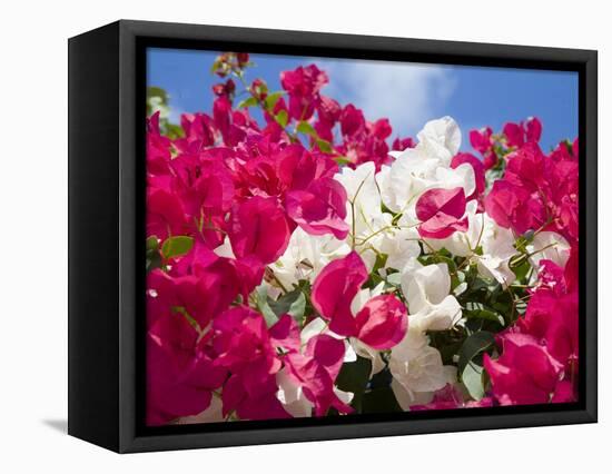 Bougainvillea, Cayman Brac, Cayman Islands, Caribbean-Greg Johnston-Framed Premier Image Canvas