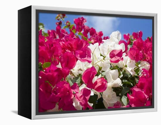 Bougainvillea, Cayman Brac, Cayman Islands, Caribbean-Greg Johnston-Framed Premier Image Canvas