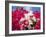 Bougainvillea, Cayman Brac, Cayman Islands, Caribbean-Greg Johnston-Framed Photographic Print