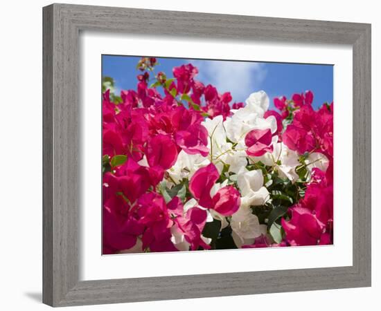 Bougainvillea, Cayman Brac, Cayman Islands, Caribbean-Greg Johnston-Framed Photographic Print