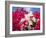 Bougainvillea, Cayman Brac, Cayman Islands, Caribbean-Greg Johnston-Framed Photographic Print