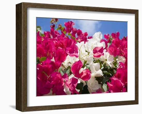 Bougainvillea, Cayman Brac, Cayman Islands, Caribbean-Greg Johnston-Framed Photographic Print