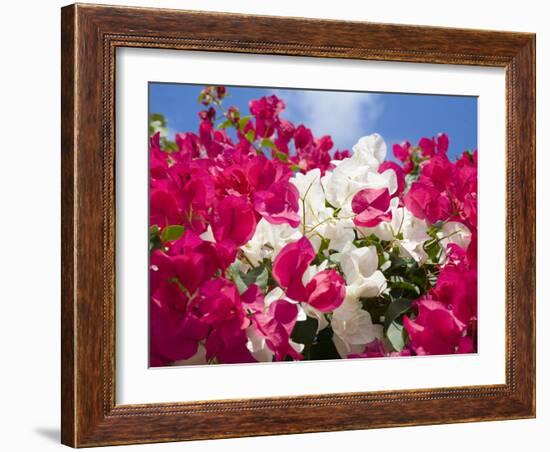 Bougainvillea, Cayman Brac, Cayman Islands, Caribbean-Greg Johnston-Framed Photographic Print