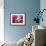 Bougainvillea, Cayman Brac, Cayman Islands, Caribbean-Greg Johnston-Framed Photographic Print displayed on a wall