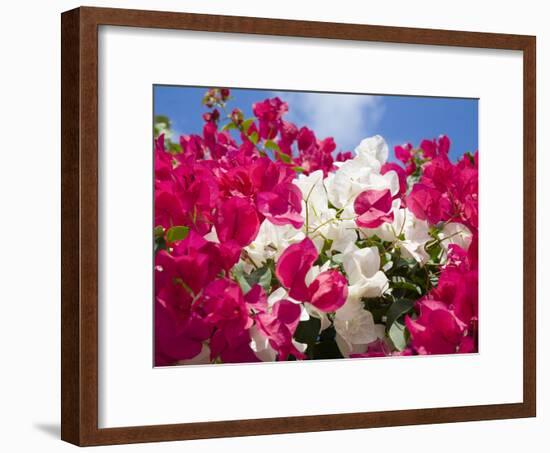 Bougainvillea, Cayman Brac, Cayman Islands, Caribbean-Greg Johnston-Framed Photographic Print