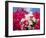 Bougainvillea, Cayman Brac, Cayman Islands, Caribbean-Greg Johnston-Framed Photographic Print