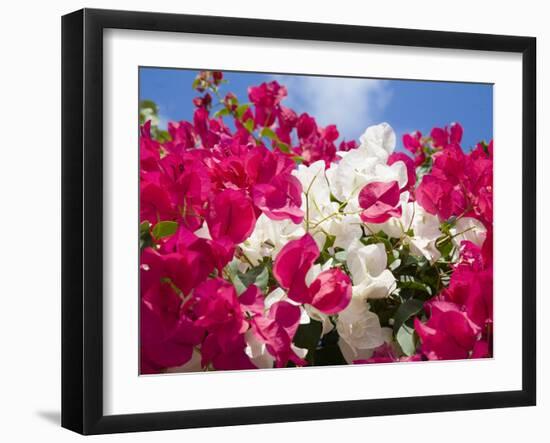 Bougainvillea, Cayman Brac, Cayman Islands, Caribbean-Greg Johnston-Framed Photographic Print