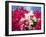 Bougainvillea, Cayman Brac, Cayman Islands, Caribbean-Greg Johnston-Framed Photographic Print