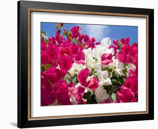 Bougainvillea, Cayman Brac, Cayman Islands, Caribbean-Greg Johnston-Framed Photographic Print