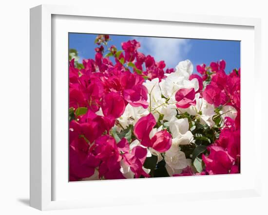 Bougainvillea, Cayman Brac, Cayman Islands, Caribbean-Greg Johnston-Framed Photographic Print