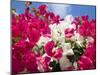 Bougainvillea, Cayman Brac, Cayman Islands, Caribbean-Greg Johnston-Mounted Photographic Print