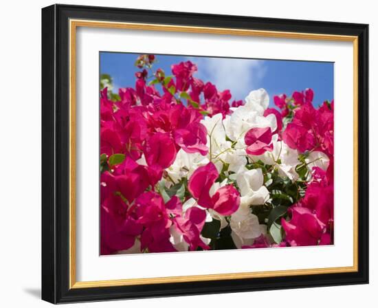 Bougainvillea, Cayman Brac, Cayman Islands, Caribbean-Greg Johnston-Framed Photographic Print