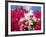 Bougainvillea, Cayman Brac, Cayman Islands, Caribbean-Greg Johnston-Framed Photographic Print