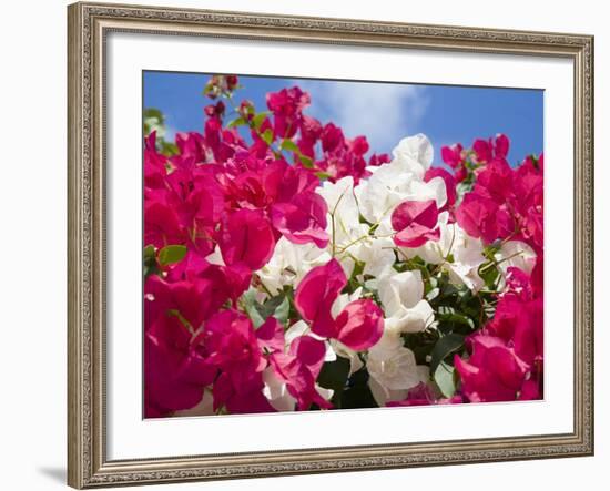 Bougainvillea, Cayman Brac, Cayman Islands, Caribbean-Greg Johnston-Framed Photographic Print