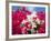 Bougainvillea, Cayman Brac, Cayman Islands, Caribbean-Greg Johnston-Framed Photographic Print