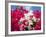 Bougainvillea, Cayman Brac, Cayman Islands, Caribbean-Greg Johnston-Framed Photographic Print