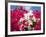 Bougainvillea, Cayman Brac, Cayman Islands, Caribbean-Greg Johnston-Framed Photographic Print